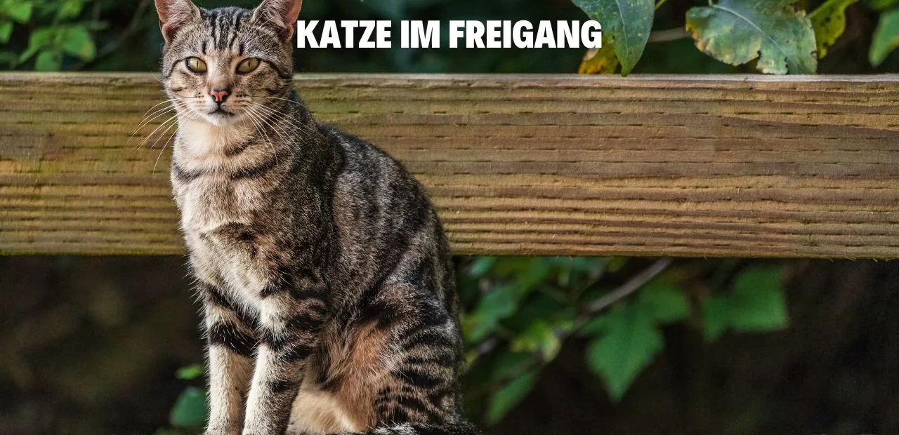 katze im Freigang