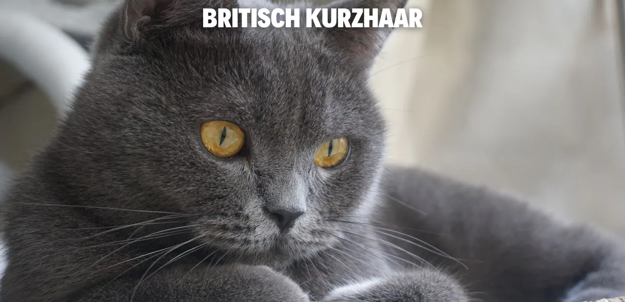Britisch Kurzhaar katze