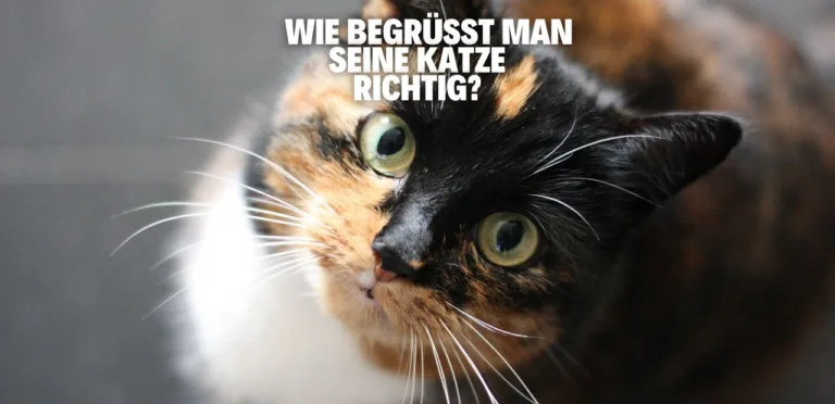 wie begrüßt man seine Katze richtig